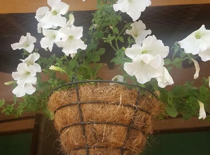 Complex Golden Dreams Aparthotel